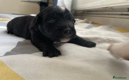 Mixed Breed dogs for sale: 4 Stunning Boy Jackapoos - Image 4