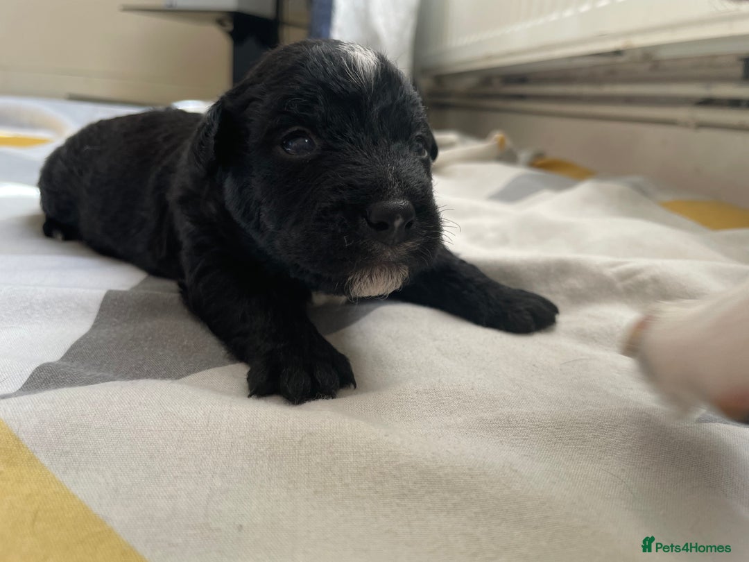 Mixed Breed dogs for sale: 4 Stunning Boy Jackapoos - Image 4