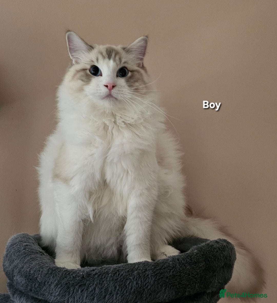 Ragdoll cats for sale: Beautiful GCCF Registered kittens  - Advert 7