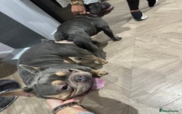 Pug dogs for stud: KC Reg Proven French Bulldog Lilac & Tan For Stud in Colchester - Image 9