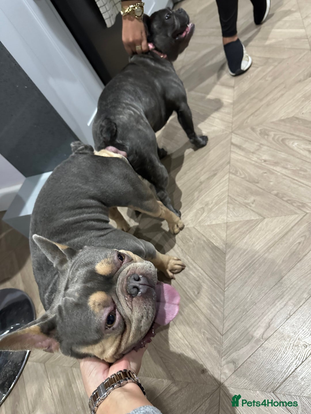 Pug dogs for stud: KC Reg Proven French Bulldog Lilac & Tan For Stud in Colchester - Image 9
