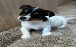 Jack Russell dogs for sale: Traditional Miniature Jack Russell Puppies! - Advert 5