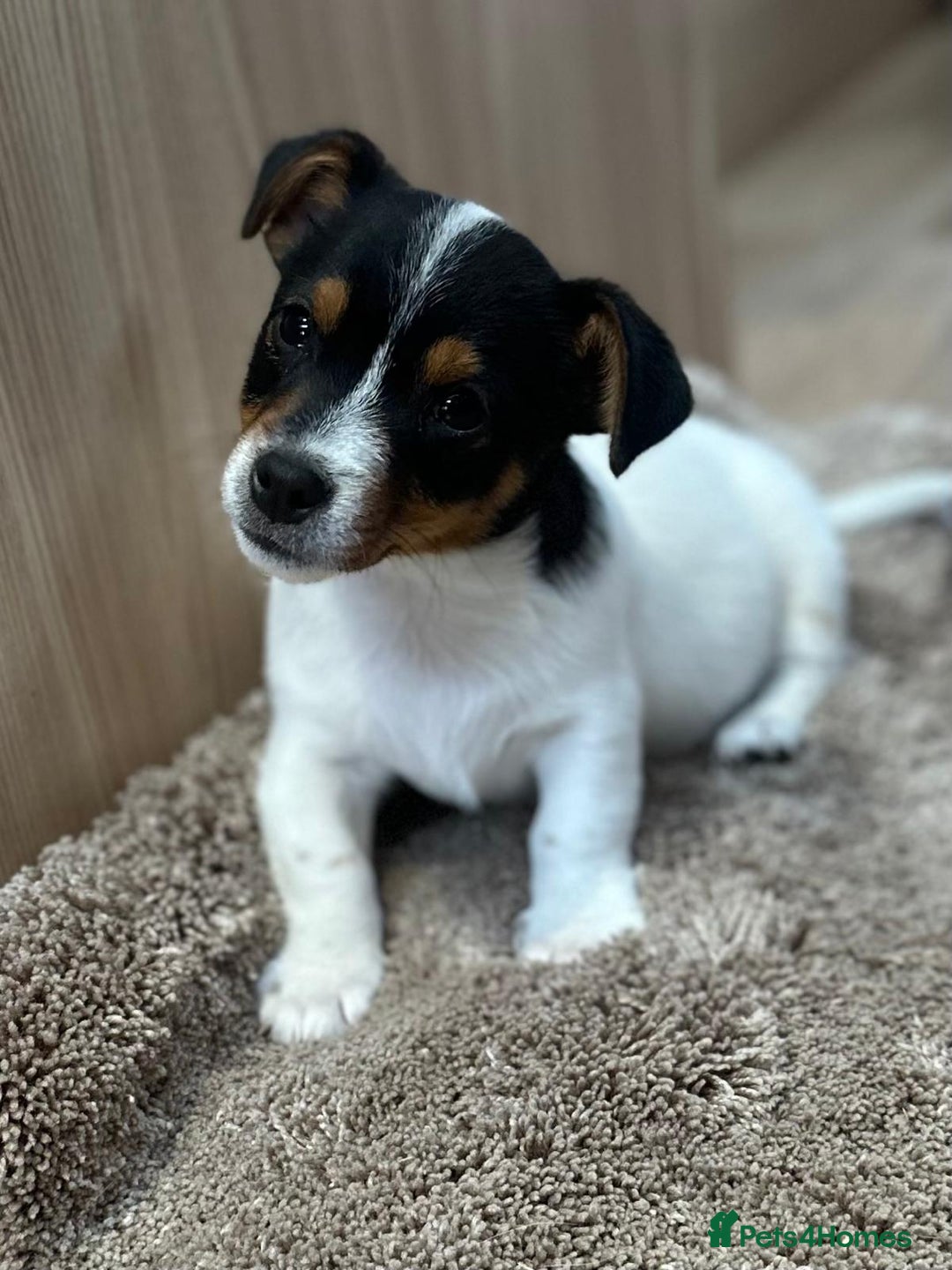 Jack Russell dogs for sale: Traditional Miniature Jack Russell Puppies! - Advert 5