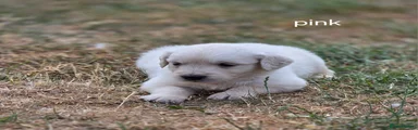Golden Retriever 6