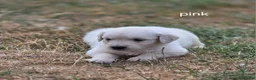 Golden Retriever dogs for sale: Gorgeous KC registered puppies for sale - Advert 4