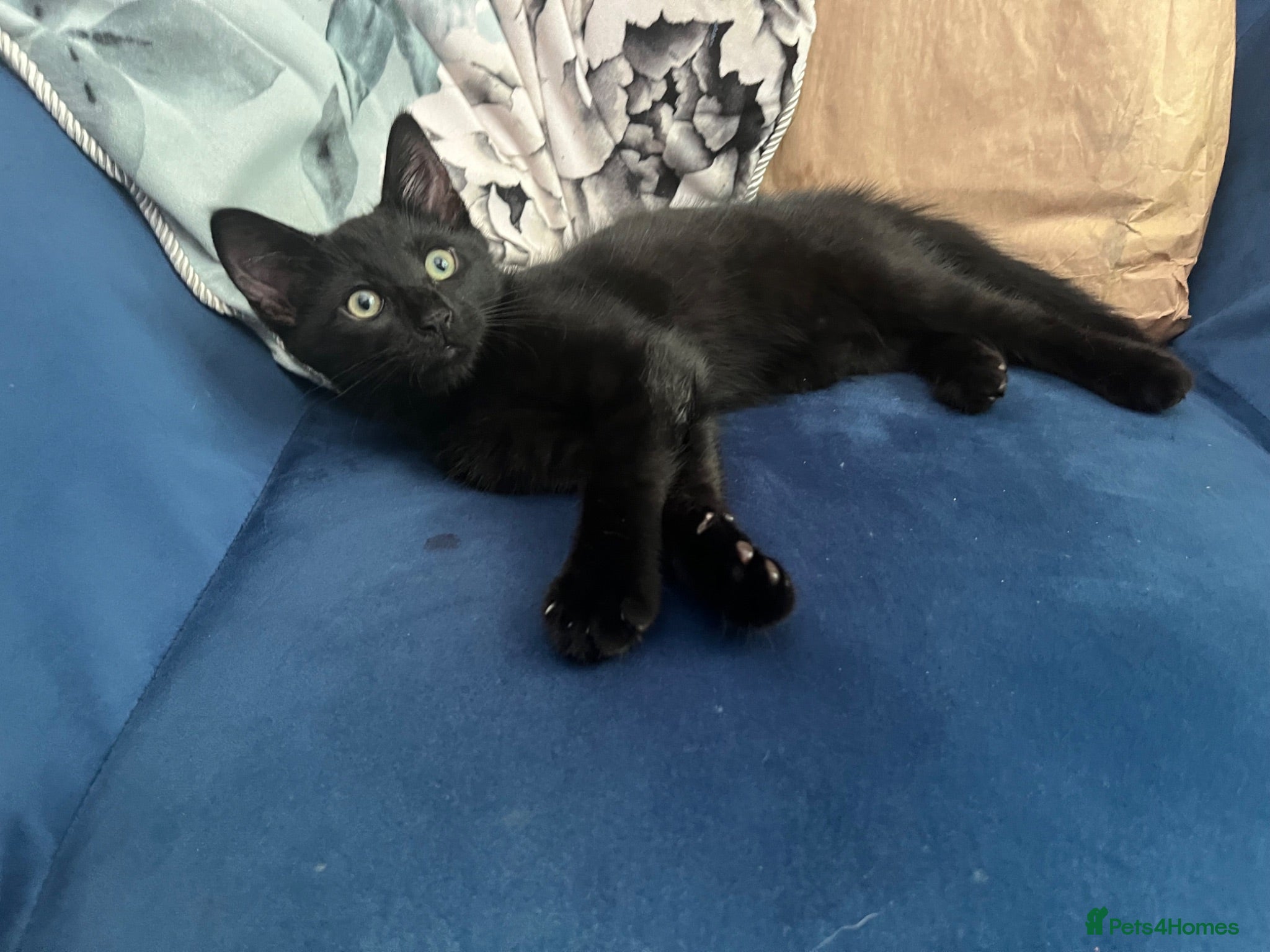 Mixed Breed cats Beautiful Black Boy  - Advert 1