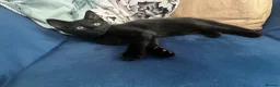 Mixed Breed cats for sale: Beautiful Black Boy  - Advert 1