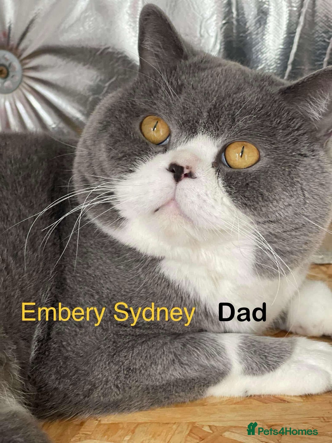 British Shorthair cats for sale: GCCF registered British Shorthair kittens  - Advert 9