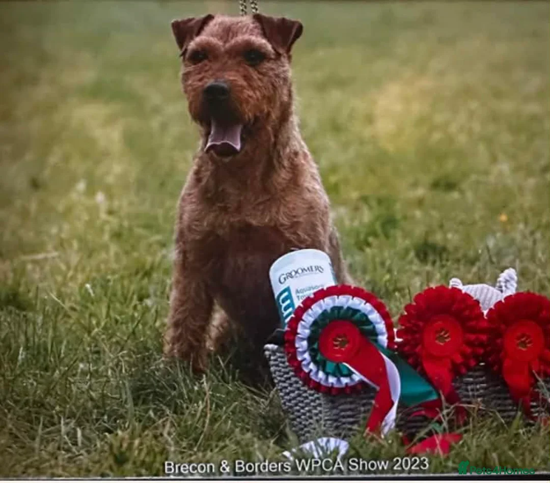 Lakeland Terrier dogs for stud: Red Lakeland Terrier  in Wrexham - Advert 11