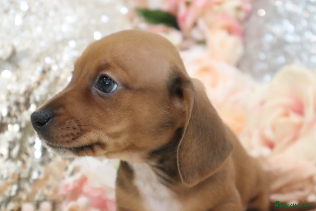 Miniature Dachshund dogs for sale: Miniature Dachshund Puppies - Image 2