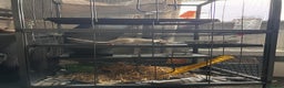 Rat rodents for sale: Two female rats and cage - Advert 2