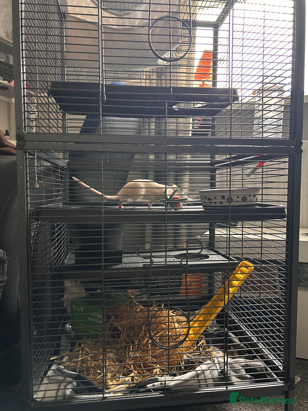 Rat rodents for sale: Two female rats and cage - Advert 2