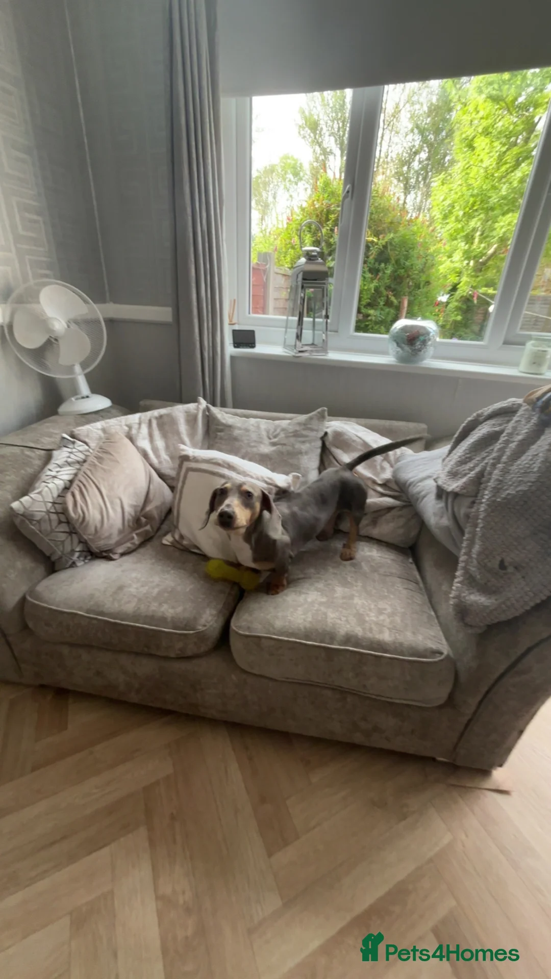 Dachshund dogs for sale: Boy dachshund  - Advert 2