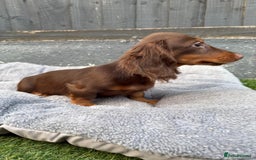 Miniature Dachshund dogs for sale: Last handsome long haired boy left ready now ! - Image 22