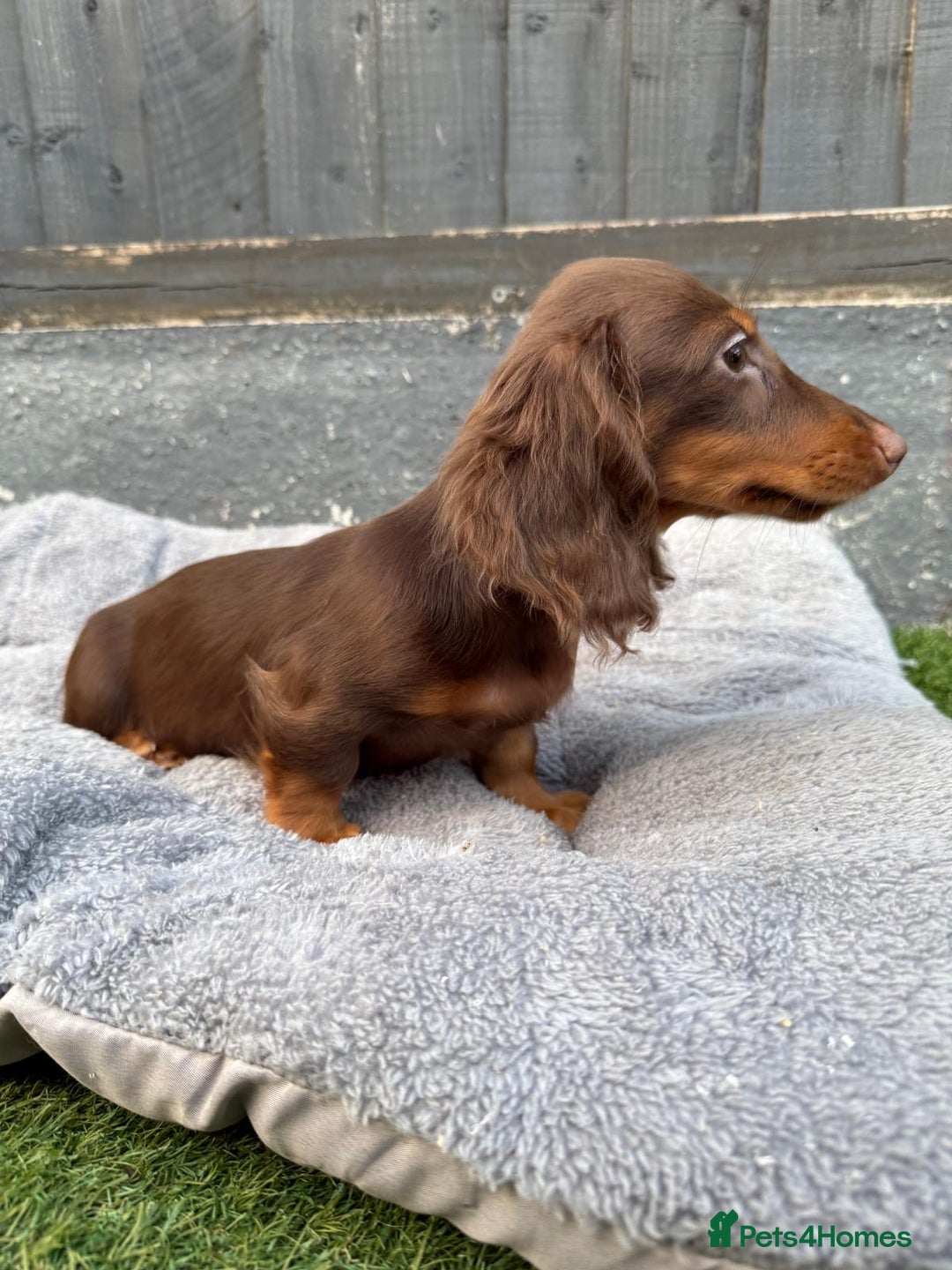 Miniature Dachshund dogs for sale: Last handsome long haired boy left ready now ! - Image 22