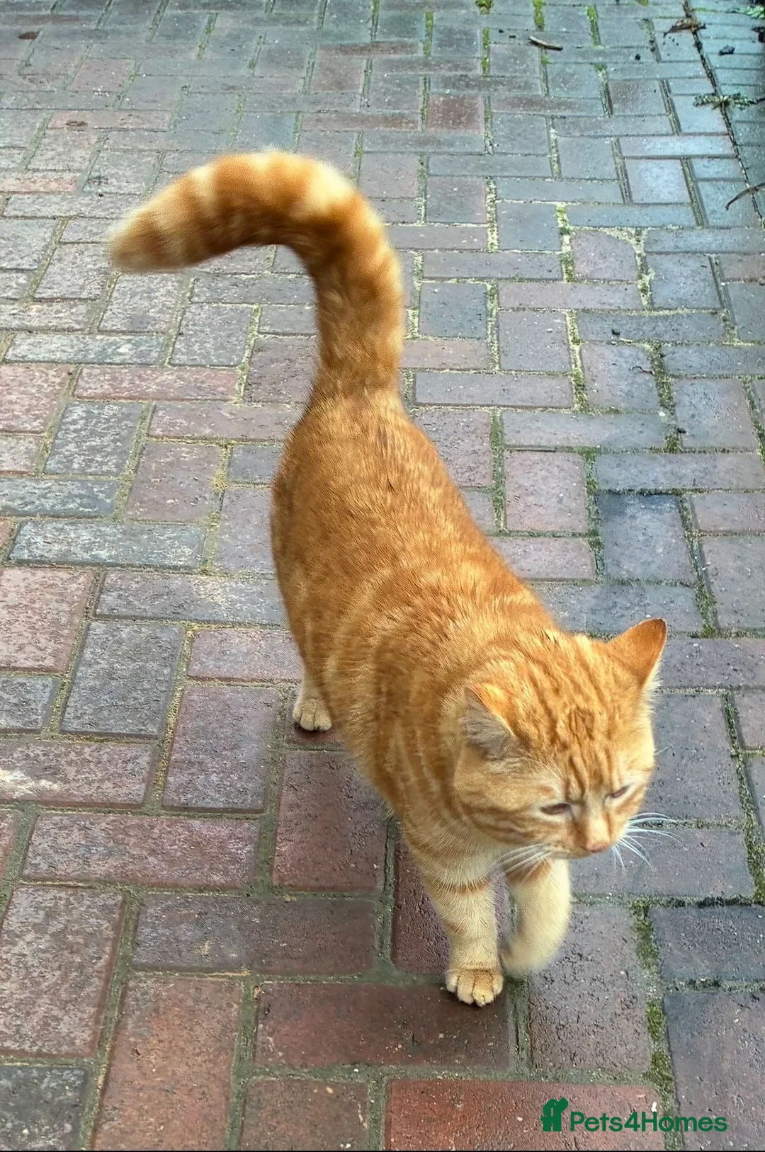 Mixed Breed cats for sale: Pair of bonded male cats 1.5yrs - Advert 3