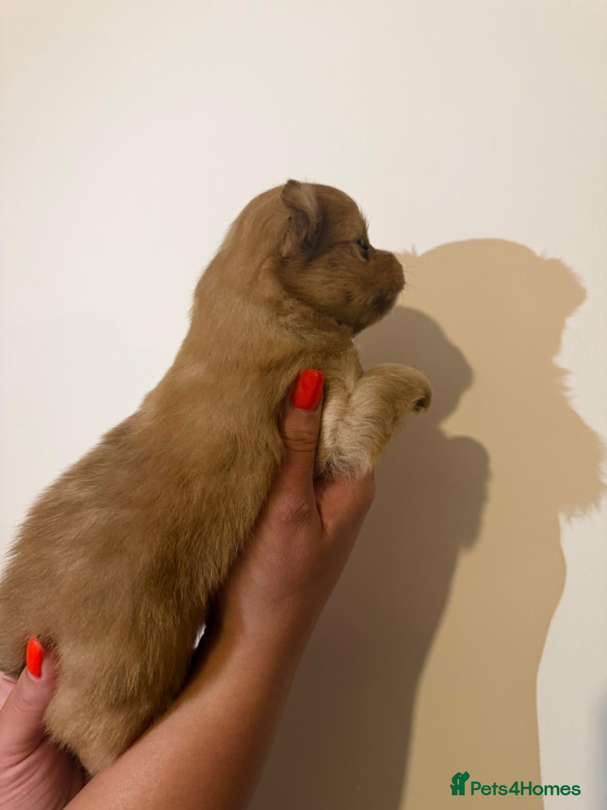 Pomeranian dogs for sale: Adorable Pomerania puppies  - Advert 13