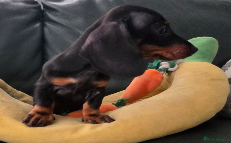 Miniature Dachshund dogs - Advert 8
