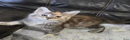 Maine Coon cats for sale: Stunning TICA registered girls - Advert 4