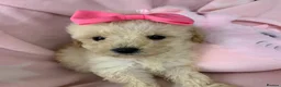 Poochon dogs for sale: F1 Toy Poochons  in Saint Austell - Advert 7