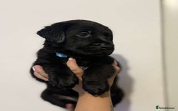Labrador Retriever dogs for sale: Labrador puppies  - Image 7