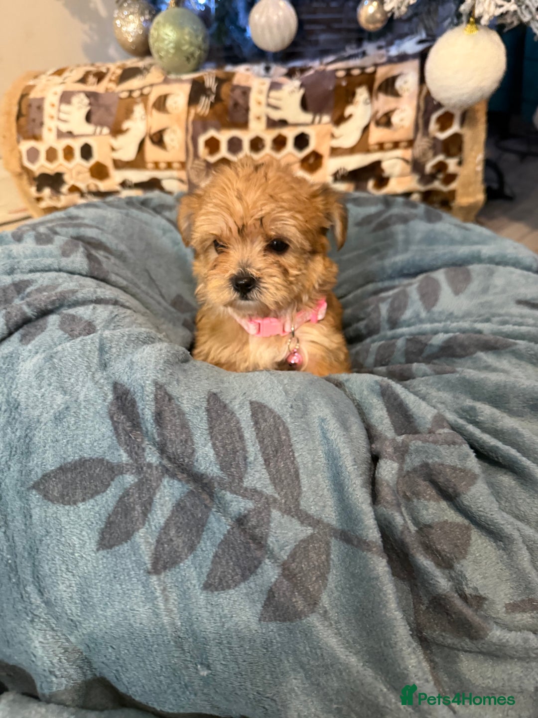 Yorkshire Terrier dogs for sale: Mini Yorkshire Terrier  - Advert 7