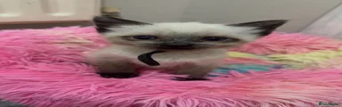 Siamese 1
