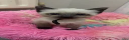 Siamese cats for sale: Female Siamese kitten in Chatham - Advert 2