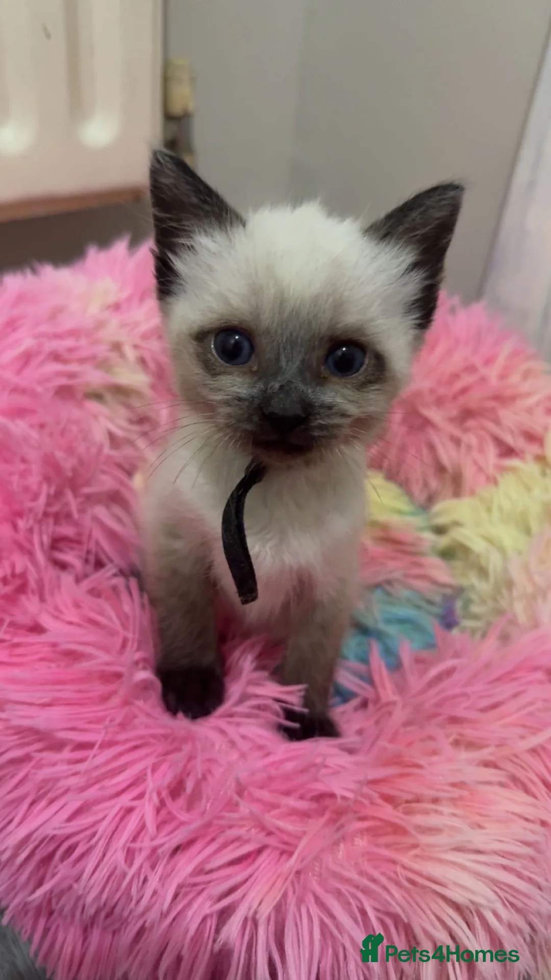 Siamese cats for sale: Female Siamese kitten in Chatham - Advert 2