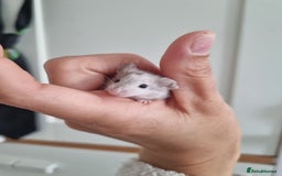 Mouse rodents for sale: Reserved! 1 boy  - Image 4