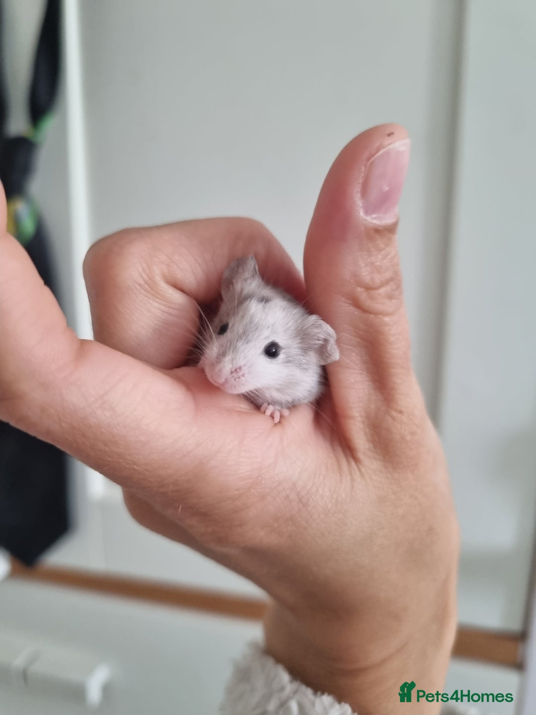 Mouse rodents for sale: Reserved! 1 boy  - Image 4