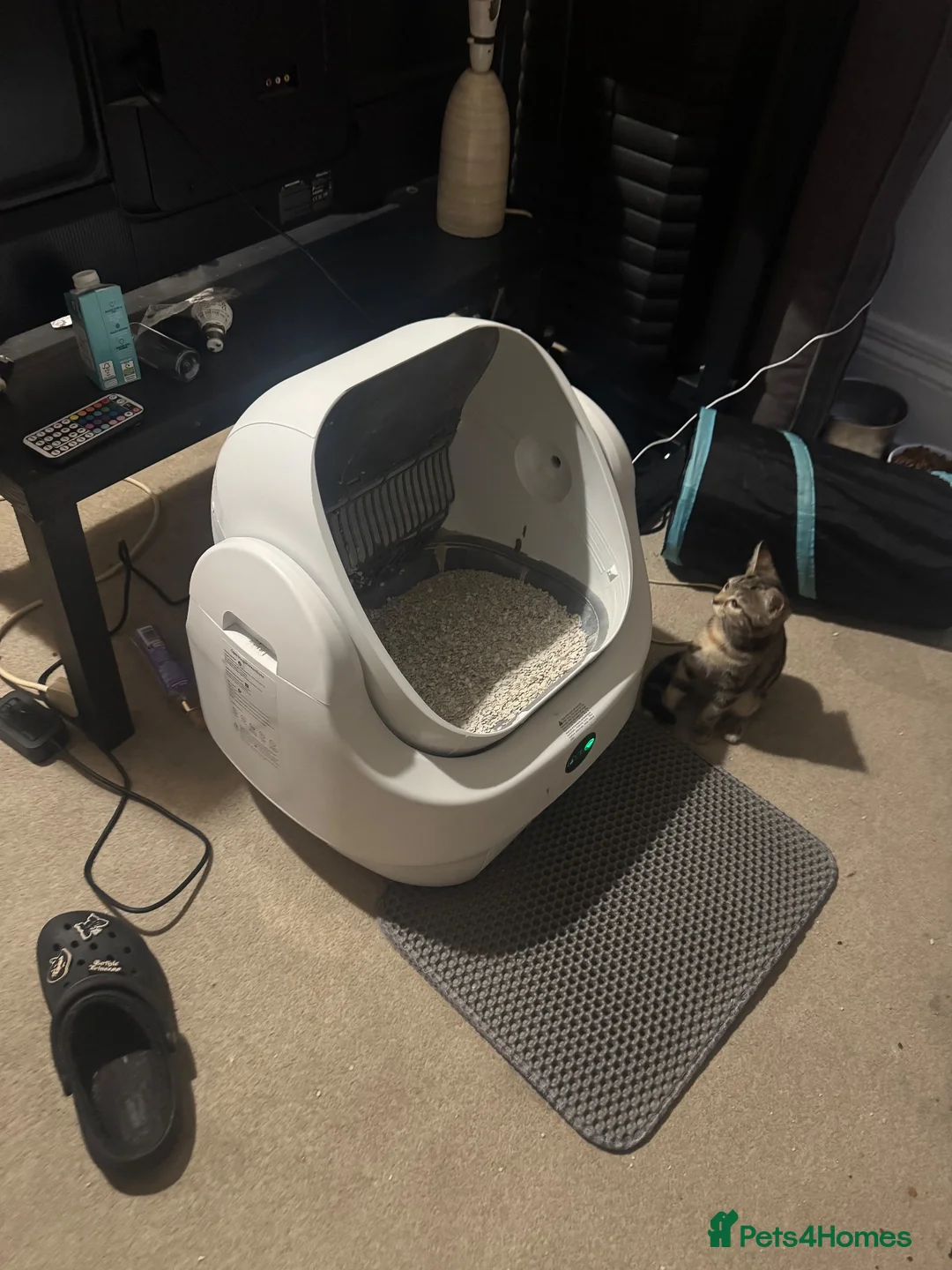 Mixed Breed cats for sale: Looks at description! in Huddersfield - Advert 2