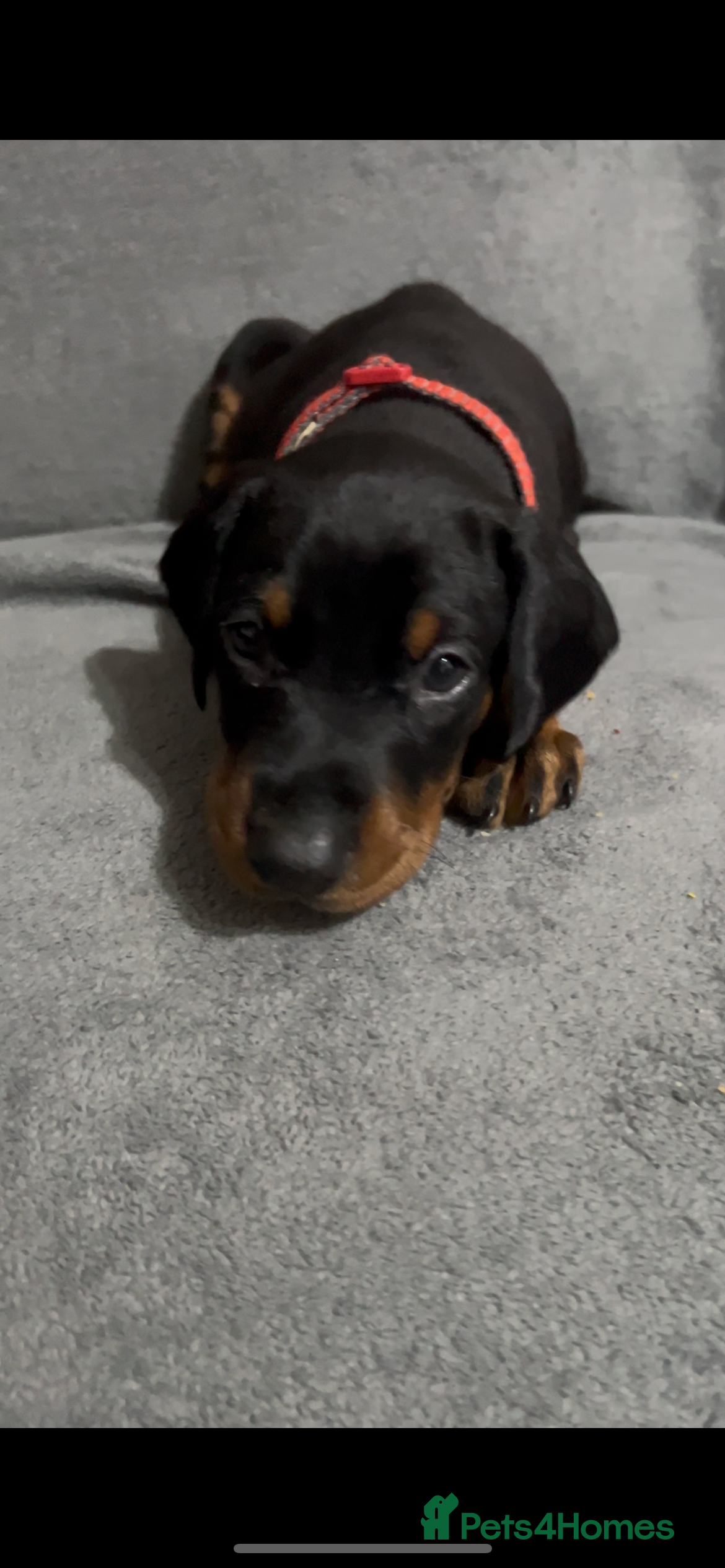 Dobermann dogs 💙 1 Male Left💙 beautiful Doberman puppies - Advert 14