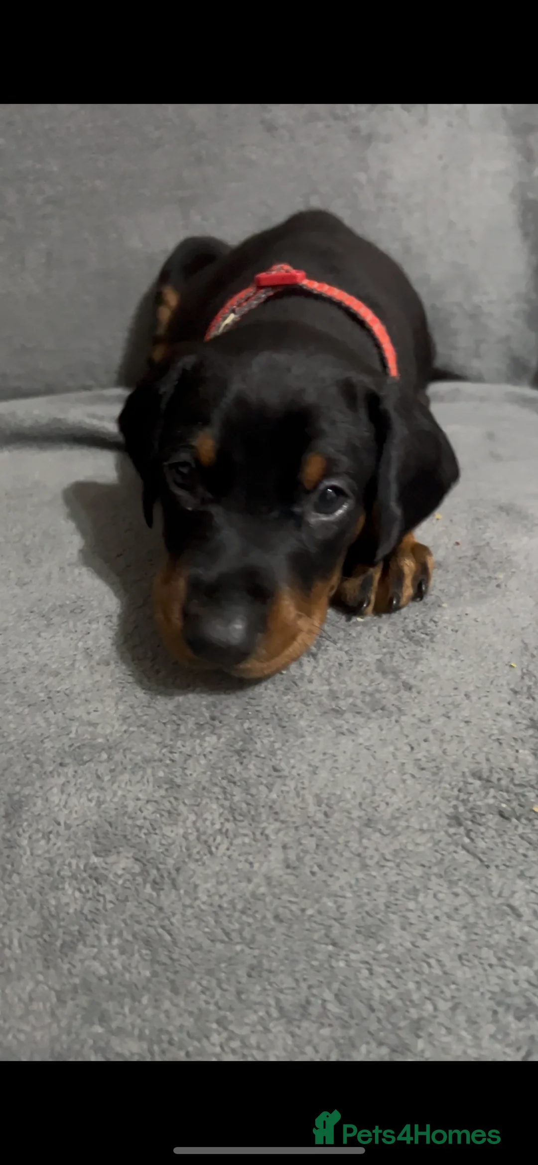 Dobermann dogs for sale: ALL RESERVED beautiful Doberman puppies - Advert 2