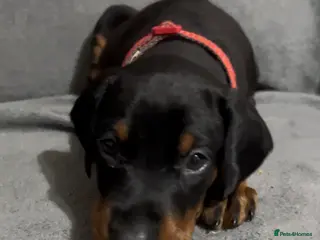 Dobermann dogs 💙 1 Male Left💙 beautiful Doberman puppies - Advert 2