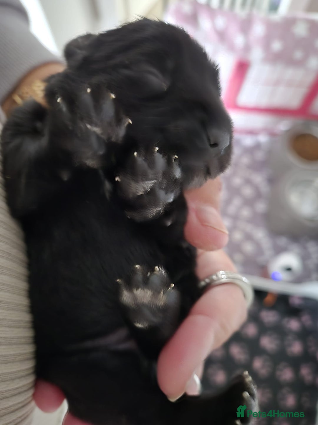 Miniature Schnauzer dogs for sale: 2xBeautiful kc reg mac/eye clr mini schnauzer girl - Image 1