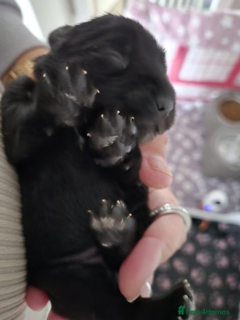 Miniature Schnauzer dogs - Advert 1