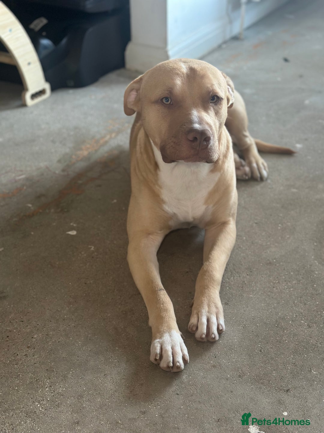 Mixed Breed dogs for sale: Prince puppy - Image 1