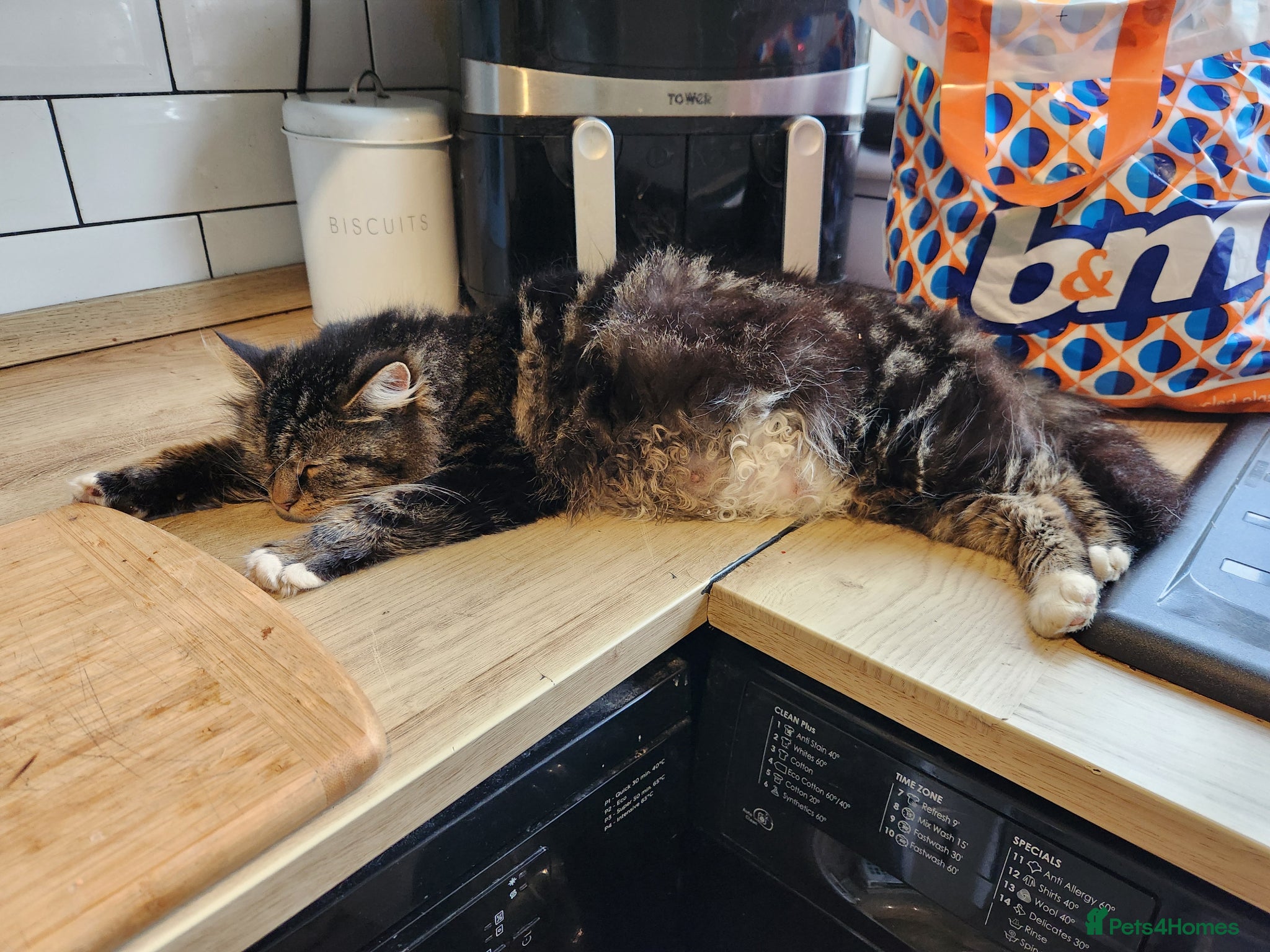 Mixed Breed cats 3 adorable tabby kittens - Advert 2