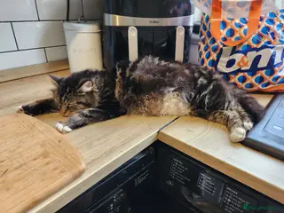 Mixed Breed cats 3 adorable tabby kittens - Advert 2