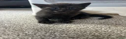 Bengal cats for sale: Bengal x Maine coone kittens - Advert 24