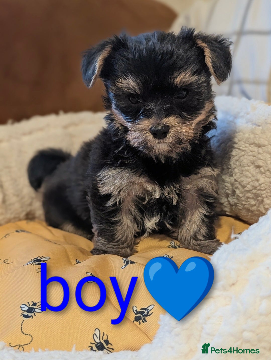Yorkshire Terrier dogs for sale: Adorable Yorkshire terrier puppy available  - Advert 22