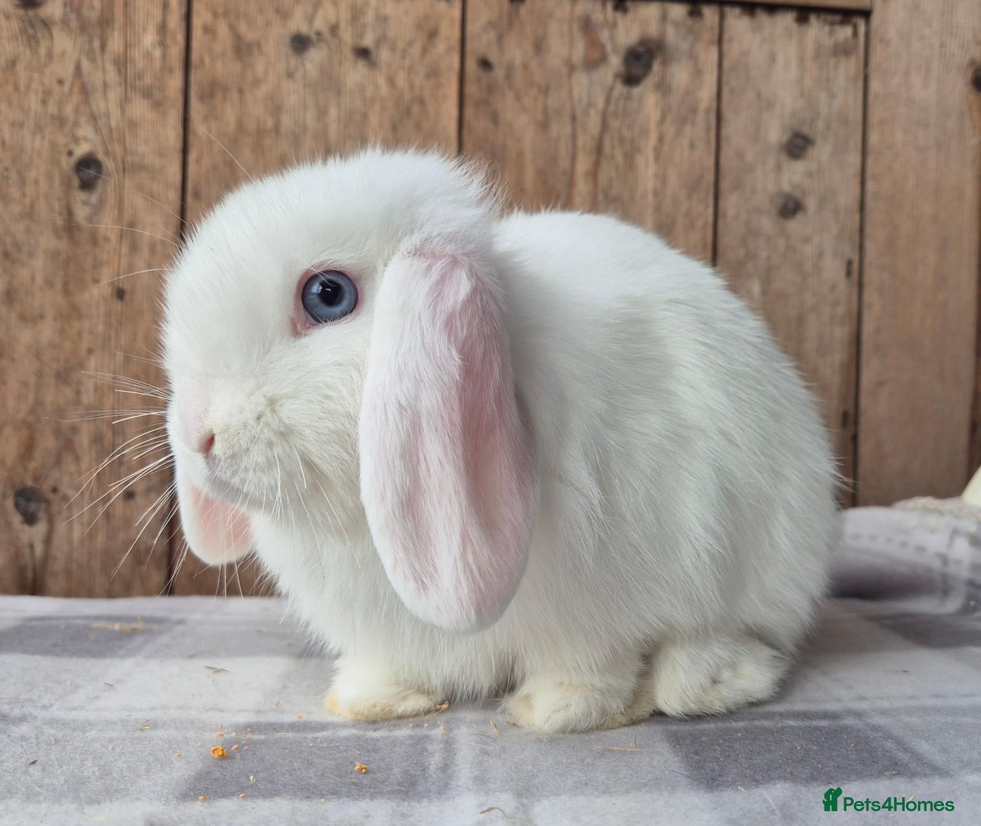 Mini Lop rabbits Mini lop babys ready now  - Advert 17