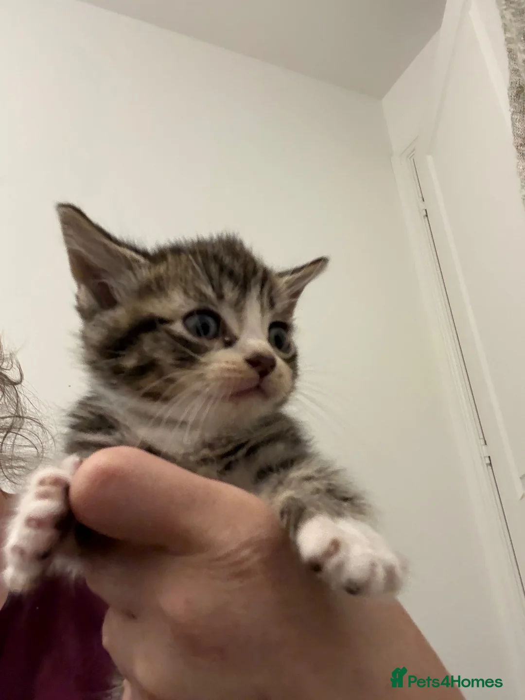 Mixed Breed cats for sale: Two beautiful male grey, and white kittens - Advert 2