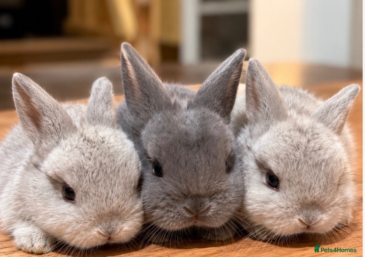 Mini Lop rabbits Pure Bred Mini Lop Rabbits. 1 blue+ 3 grey/white. - Advert 2