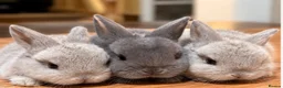 Mini Lop rabbits for sale: Pure Bred Mini Lop Rabbits. 1 blue+ 3 grey/white. - Advert 2