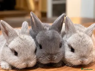 Mini Lop rabbits Pure Bred Mini Lop Rabbits. 1 blue+ 3 grey/white. - Advert 2
