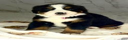 Bernese Mountain Dog dogs for sale: Bernese mountain puppies  - Advert 7
