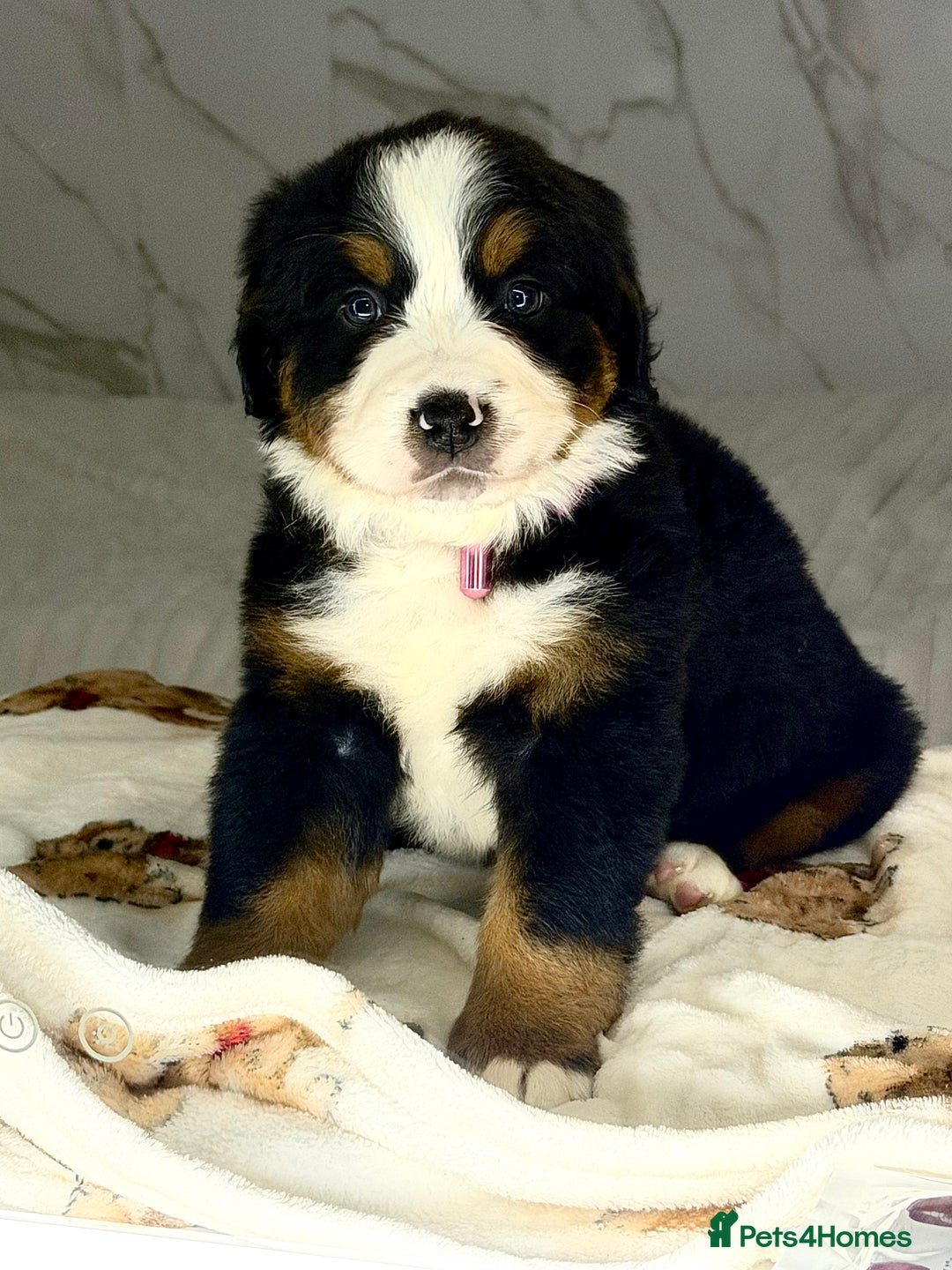 Bernese Mountain Dog dogs for sale: Bernese mountain puppies  - Advert 7