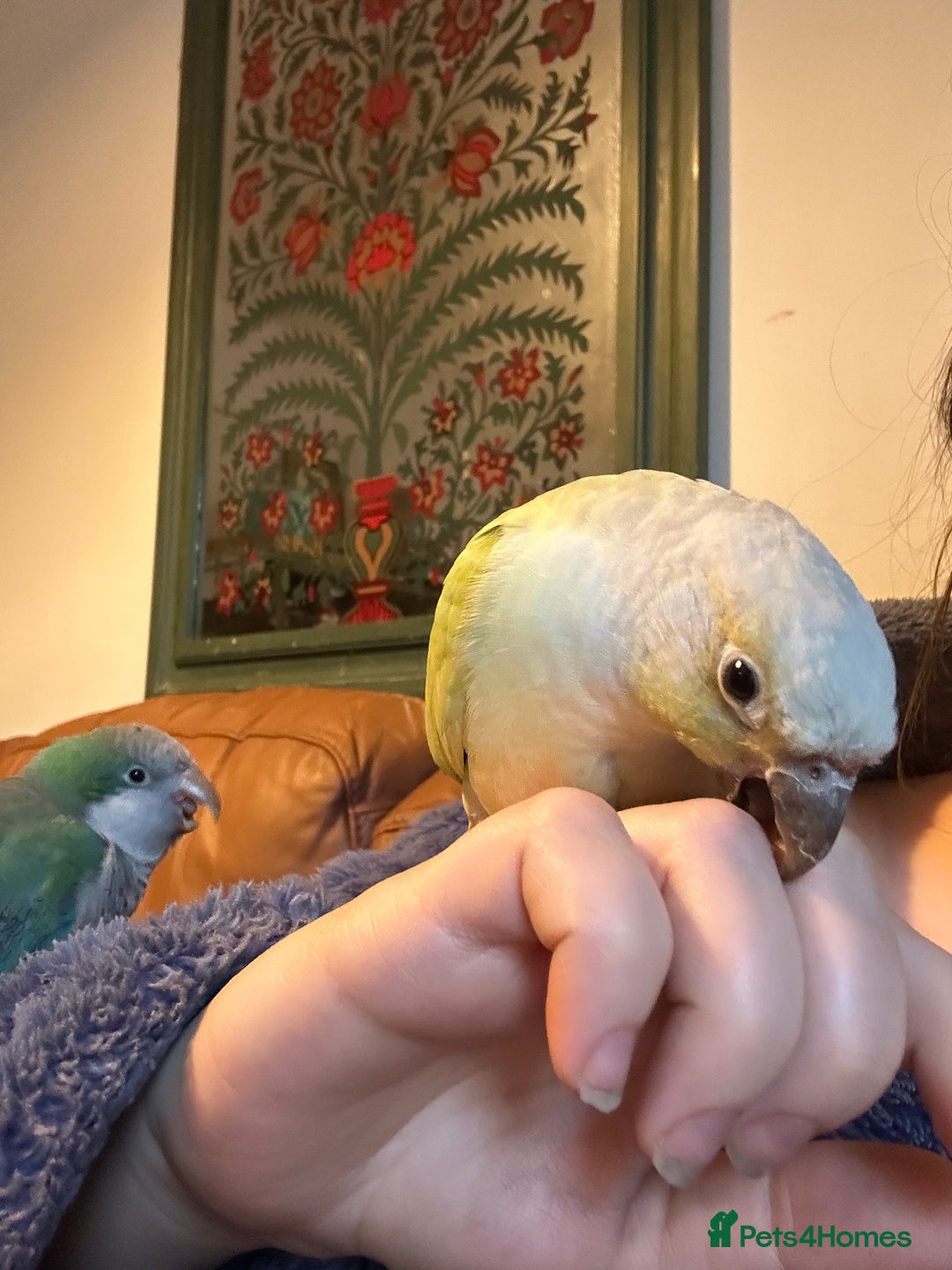 Conures birds for sale: Breeding Pair Mint Green Conures - Advert 4